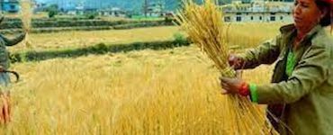 Wheat Export