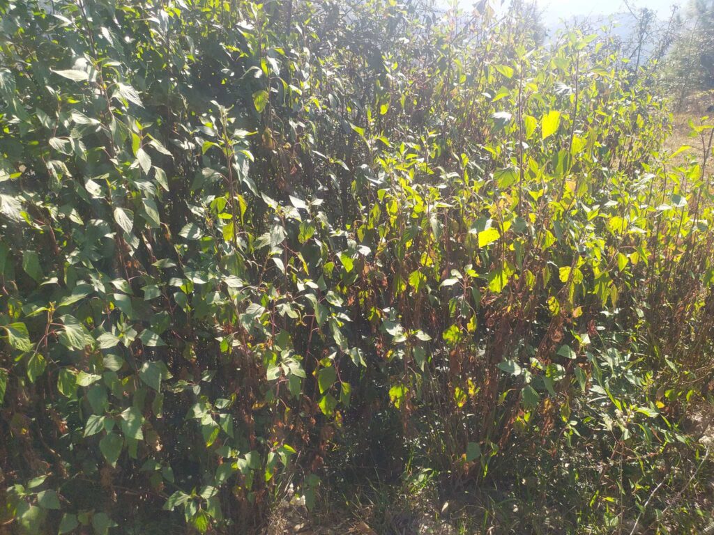 उत्तराखंड के मानव और वन को बाहर से लाई गई वृक्षों की प्रजातियों से खतरा ...