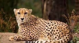 मध्‍य प्रदेश में एक और चीते की मौत हो गई. (फाइल फोटो)